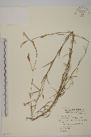 藏品(石竹、洛陽花、剪絨花)的圖片