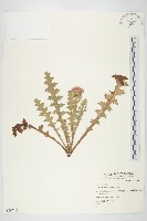 藏品(小薊)的圖片