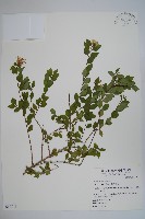 藏品(臺灣糯米條)的圖片