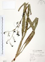 藏品(桔梗蘭)的圖片