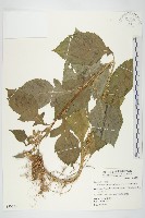 藏品(昭和草)的圖片