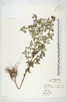 藏品(小白花鬼針)的圖片