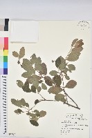 藏品(土密樹)的圖片