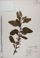 藏品(蓮華池桑寄生)的圖片