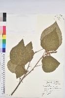 藏品(野桐)的圖片