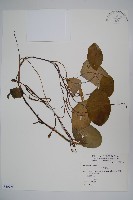 藏品(蓴、蓴菜)的圖片