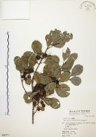 藏品(烏來冬青)的圖片