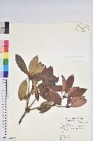 藏品(西施花、青紫木)的圖片