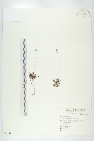 藏品(小毛氈苔)的圖片