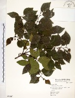 藏品(朴樹)的圖片