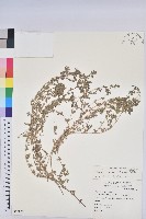 藏品(千根草)的圖片