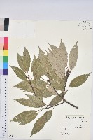 藏品(青剛櫟、鐵椆)的圖片