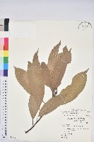 藏品(短尾柯、油葉杜、嶺南柯)的圖片