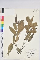 藏品(長尾尖葉櫧)的圖片