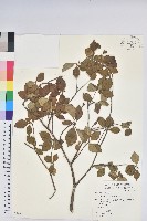 藏品(馬銀花)的圖片