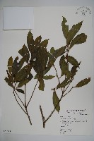 藏品(糊樗)的圖片