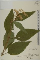 藏品(蘇利南野菊)的圖片