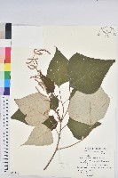 藏品(白匏子)的圖片