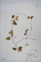 藏品(黑眼花)的圖片