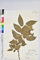 藏品(南燭)的圖片