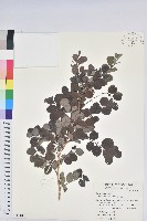 藏品(紅仔珠)的圖片