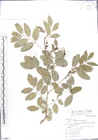 藏品(尖葉木藍)的圖片