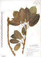 藏品(大葉雀榕、大葉赤榕)的圖片