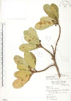 藏品(鵝鑾鼻蔓榕)的圖片