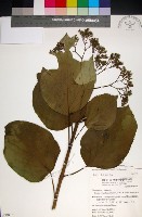 藏品(臭娘子)的圖片