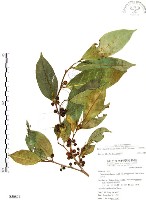 藏品(白肉榕、島榕)的圖片