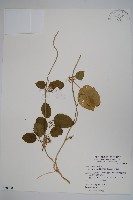 藏品(鷗蔓)的圖片