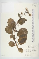 藏品(蘭嶼木耳菜)的圖片