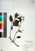 藏品(苦林盤)的圖片