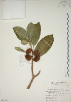 藏品(蘭嶼馬蹄花)的圖片