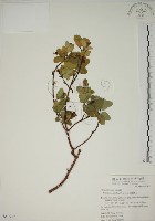 藏品(南嶺蕘花)的圖片