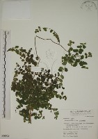 藏品(小葉黃鱔藤)的圖片