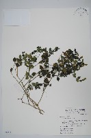 藏品(爵床)的圖片