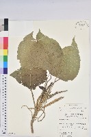 藏品(紅頭鐵莧、蘭嶼鐵莧)的圖片