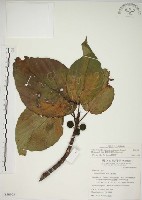 藏品(蘭嶼落葉榕)的圖片