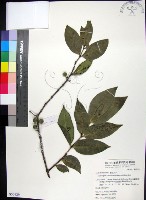 藏品(革葉羊角扭、細脈榖木)的圖片