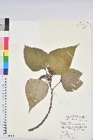 藏品(紅肉橙蘭、華血桐)的圖片