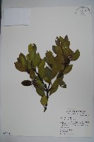 藏品(全緣葉冬青)的圖片