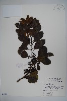 藏品(鐵冬青)的圖片