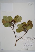 藏品(三菱果樹參)的圖片