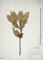 藏品(金新木薑子)的圖片