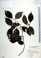 藏品(羅庚果)的圖片