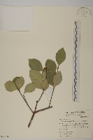 藏品(日本賽衛矛、日本假衛矛)的圖片