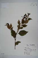 藏品(草野氏冬青)的圖片