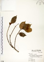 藏品(白榕、垂榕)的圖片