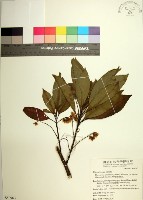 藏品(球果杜英、早田氏杜英)的圖片